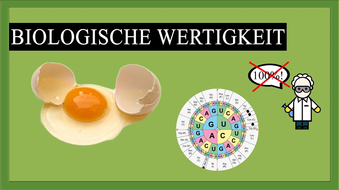 Biologische Wertigkeit - Warum die Proteinmenge nicht ausschlaggebend ist!