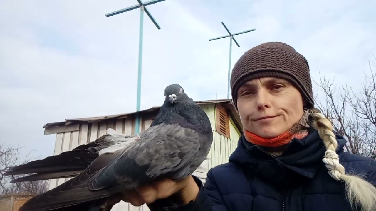 Кировоградские безкружные голуби, и перец Чили победитель от хрипячки , соплей и вертяшки -(чумы)