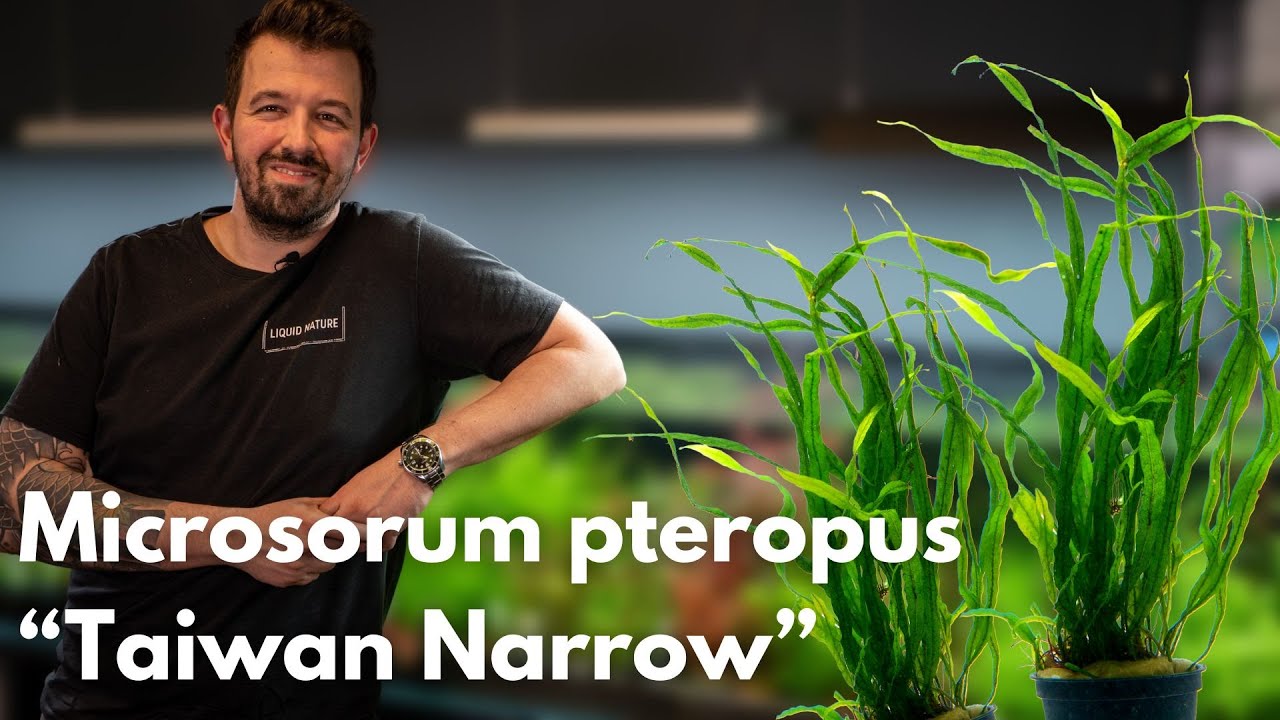 Microsorum pteropus &ldquo;Taiwan Narrow&rdquo; | Liquid Nature Pflanzenvorstellung
