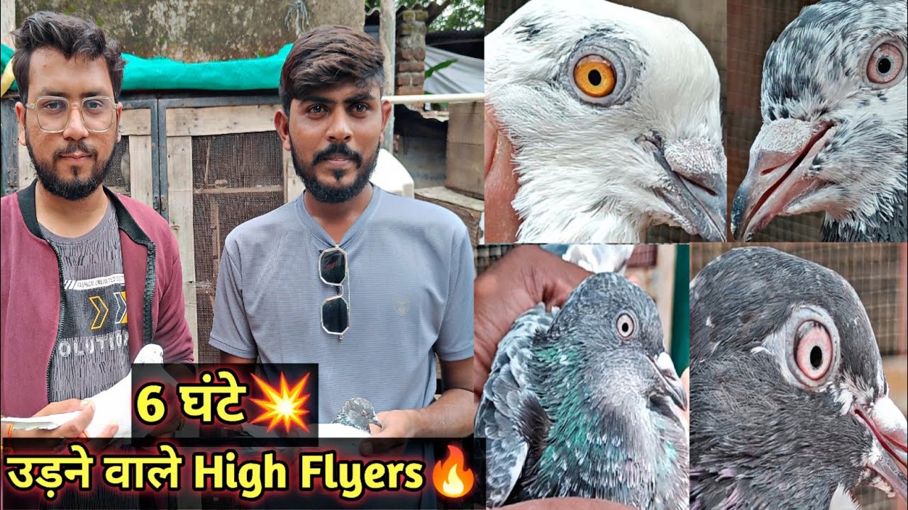 6 Ghante Udne Wale High Flyer Pigeons🔥 | Aniruddha Alone