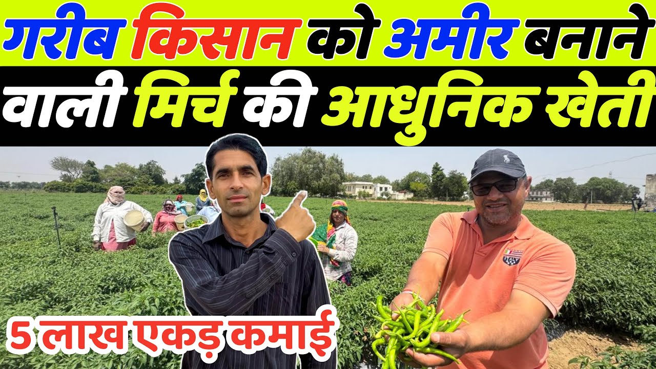 Mirch ki kheti kaise kare | Mirch ki kheti | Chilli farming |Capsicum farming | Sabji ki kheti