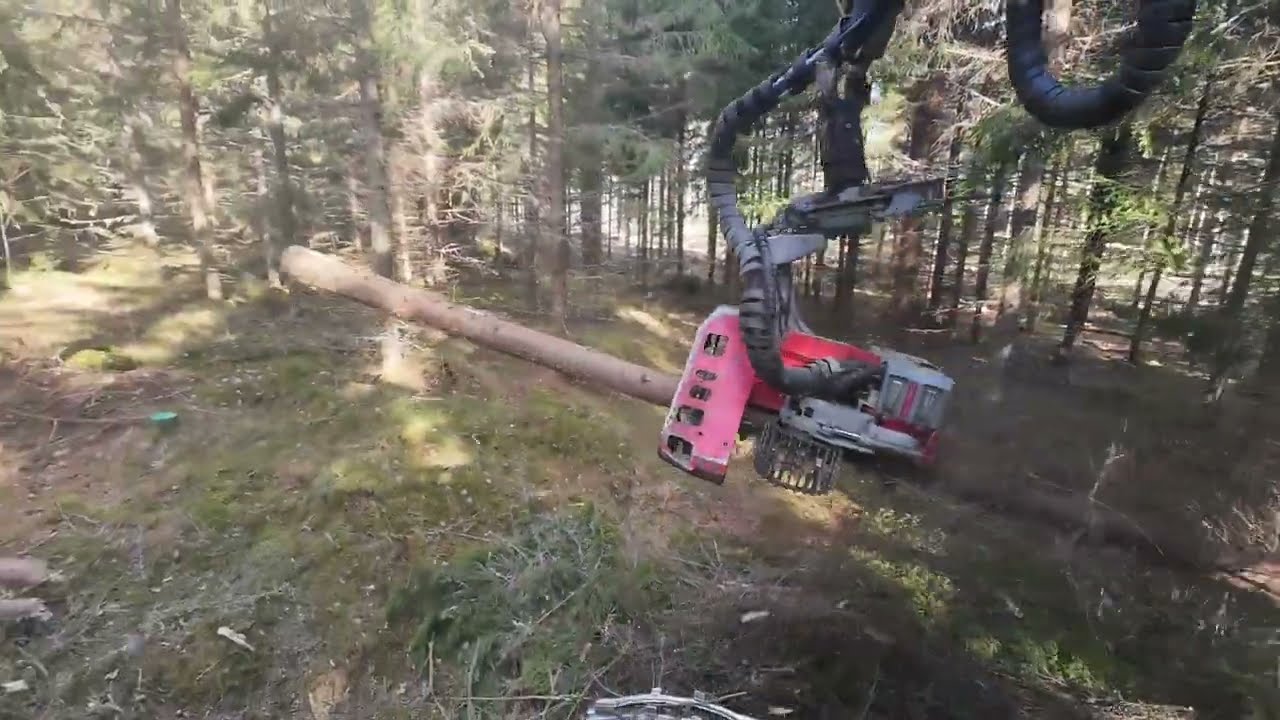Aurinkoinen kuusikko. Hyvää juhannusta!