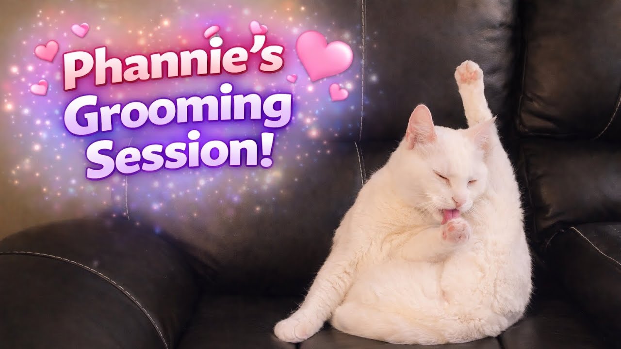 Cat Grooming After Dinner 🐱 Relaxing Nighttime Routine | Phannie 