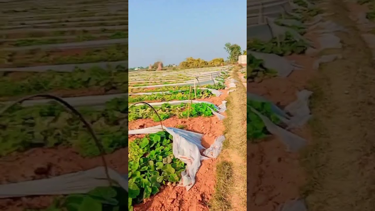 #dj #poswalbrothers #music #song #remix #love #poswal #dance #farming #farmer