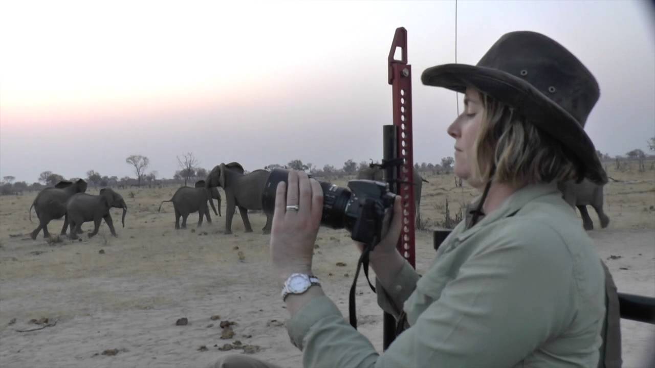 Cecil the Lion's Pride Chased by Elephants-Zimbabwe