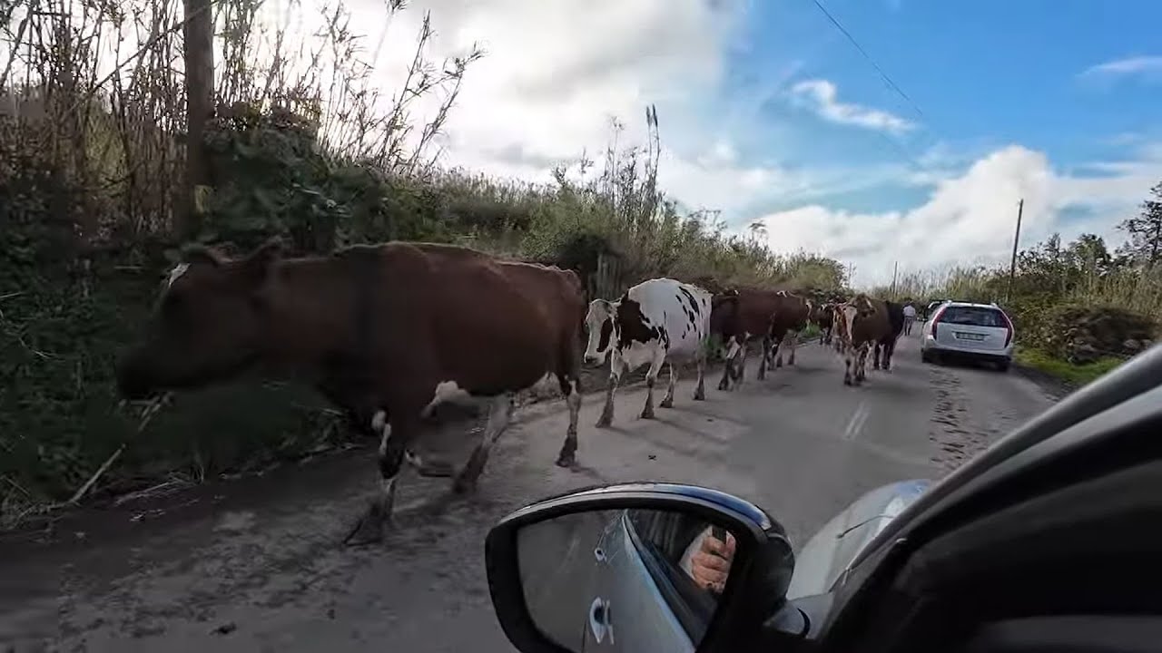 COWS IN THE ROAD! 4K SÃO MIGUEL ISLAND in the AZORES - Walking & Driving - Travel with Chip