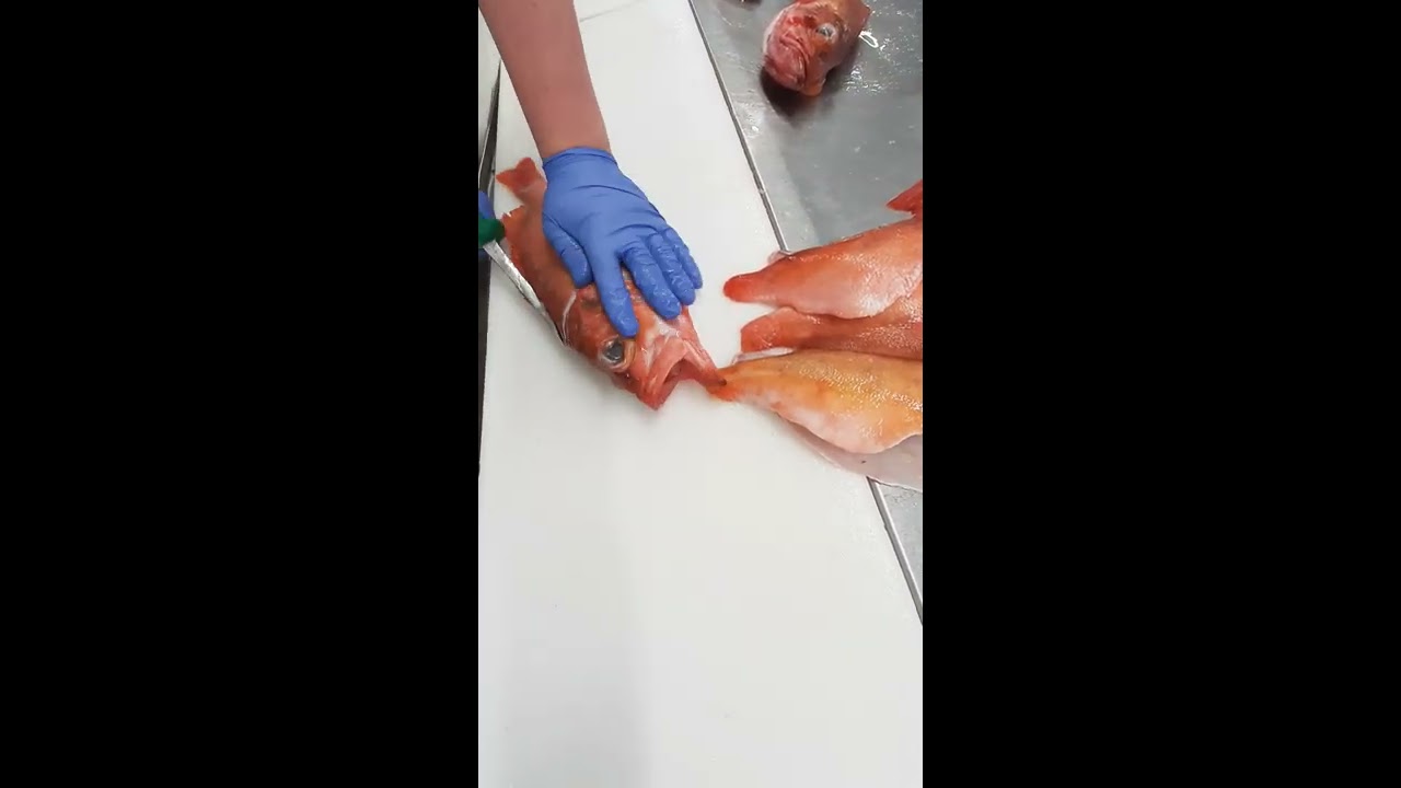 Cuxhaven Fisch /Redfish fileting / Rotbarsch