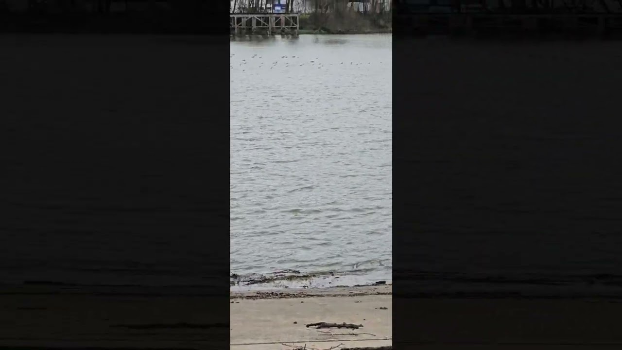 Sur la Loire, non loin du pont de Cheviré