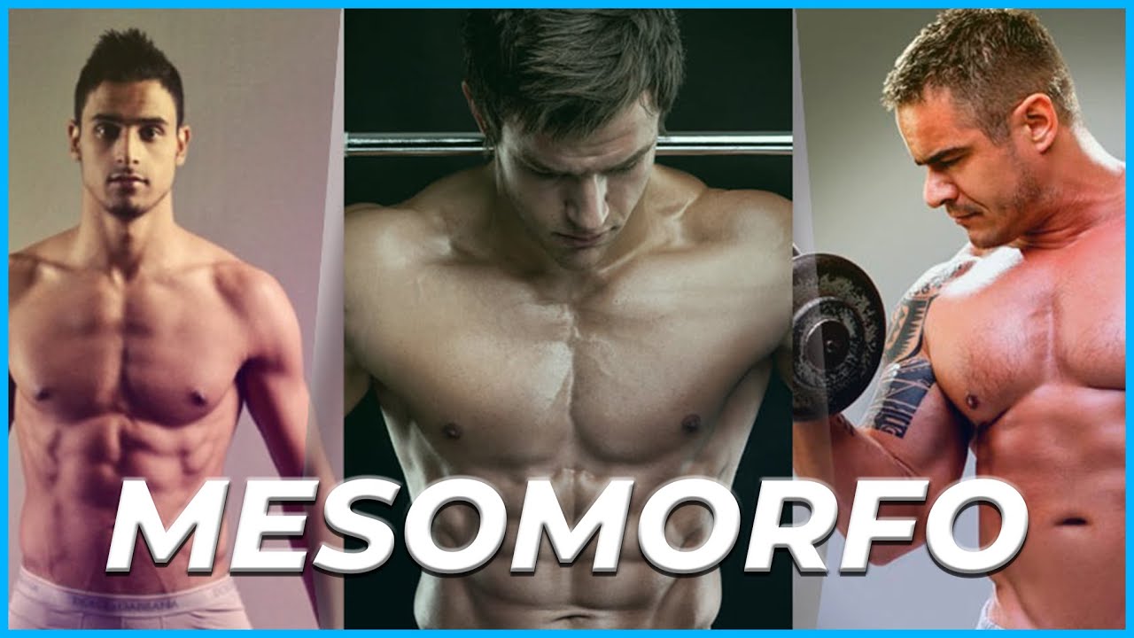 &iquest;Qu&eacute; Es Un Mesomorfo? Caracteristicas /Detalles