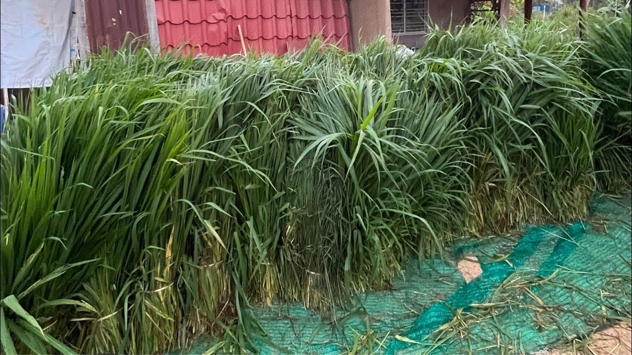 การถ่ายทอดสดของ แสนคูณ แฟมิลี่ Saenkoon Family หญ้า8มัด100 มาแล้วจ้า สมทบค่าเสาบ้านพี่บัว