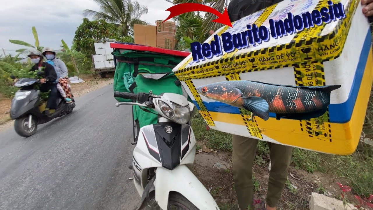 Thịnh Đạt Chơi Lớn Đem Về Nhà 11 con lóc Red Barito Của Indonesia
