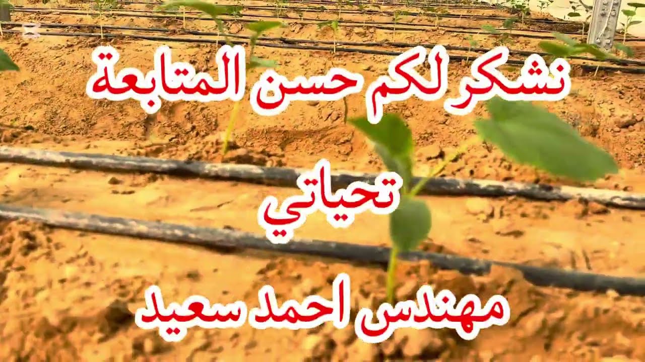 زراعة الخيار الشتوى محافظة الخرج