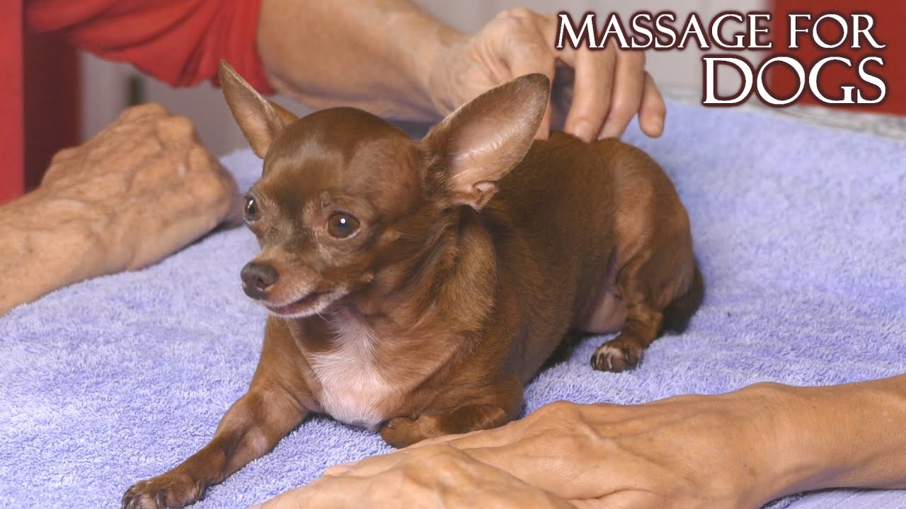 Gogi visits Athena: Dog Massage Techniques for Animals, Subtle Alignment, Relaxation