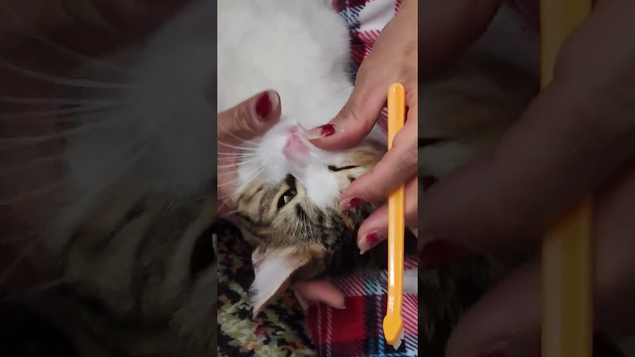 my cat 🐈 brushing her teeth  