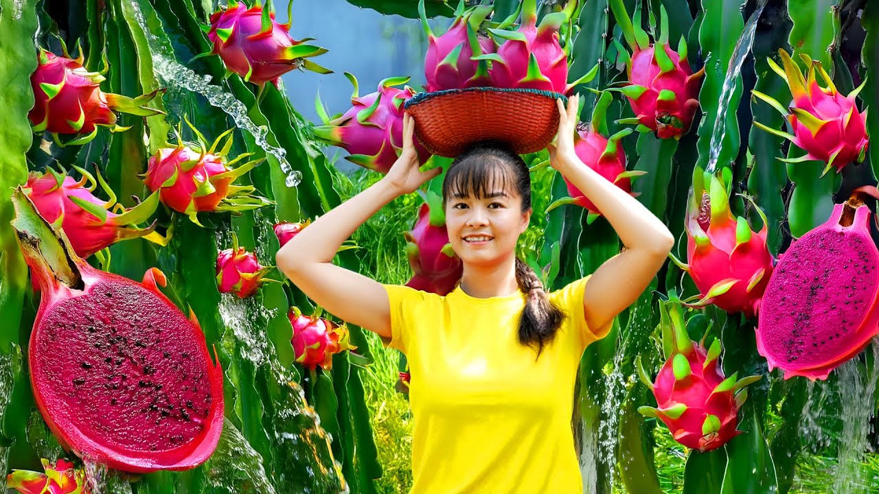 365 Days Harvesting Lots of Dragon Fruit, Bananas, Lychees...Go to Market Sell | Phuong Harvest Life