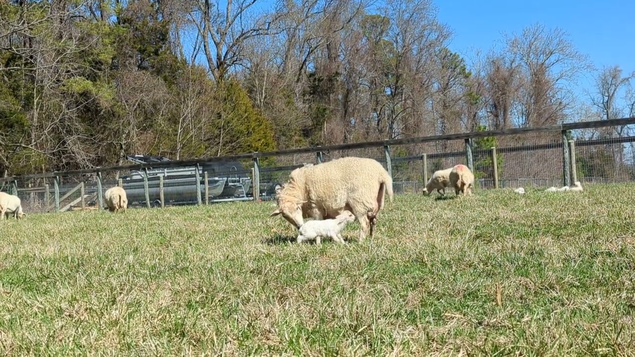 Ester just had a baby.  Waiting for another.   stay tuned for second video.
