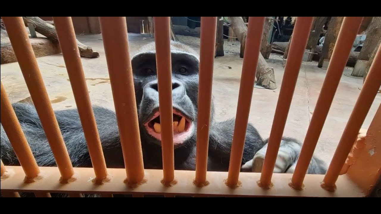 Trénink 170kilového gorilího samce Kisuma (Martin Vojáček)