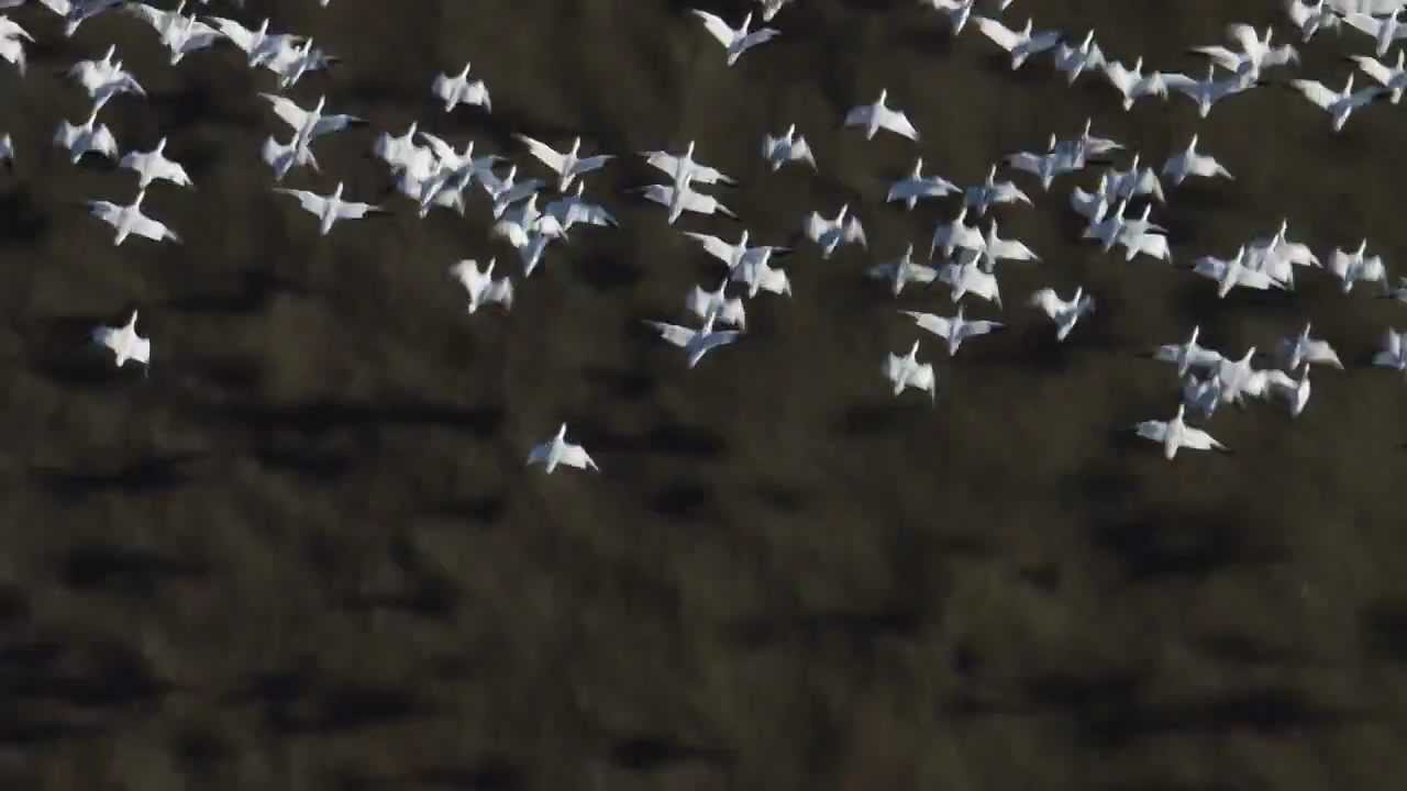 Snow geese migration