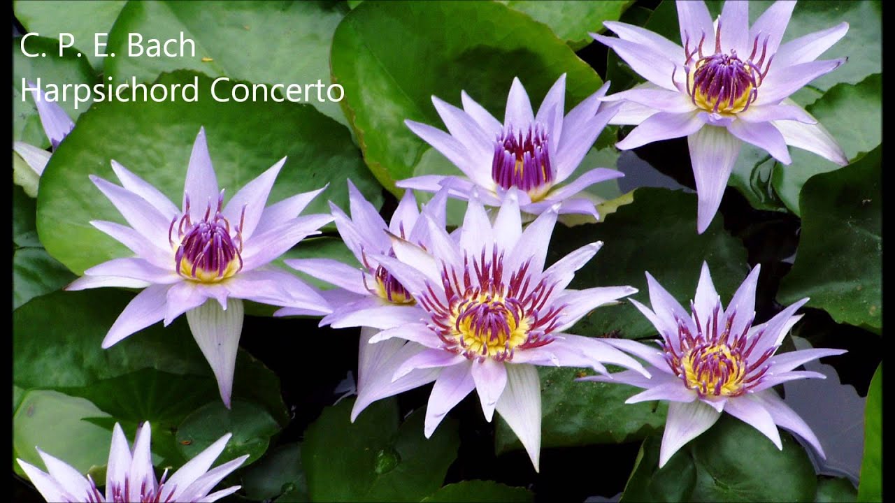 C. P. E. Bach Harpsichord Concerto in C minor Wq 31