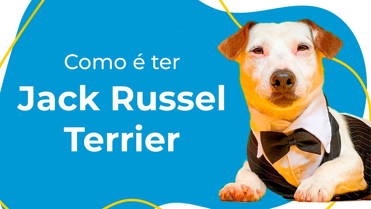 COMO É TER UM JACK RUSSEL TERRIER: COMPORTAMENTO, CUIDADOS ESSENCIAIS E CURIOSIDADES
