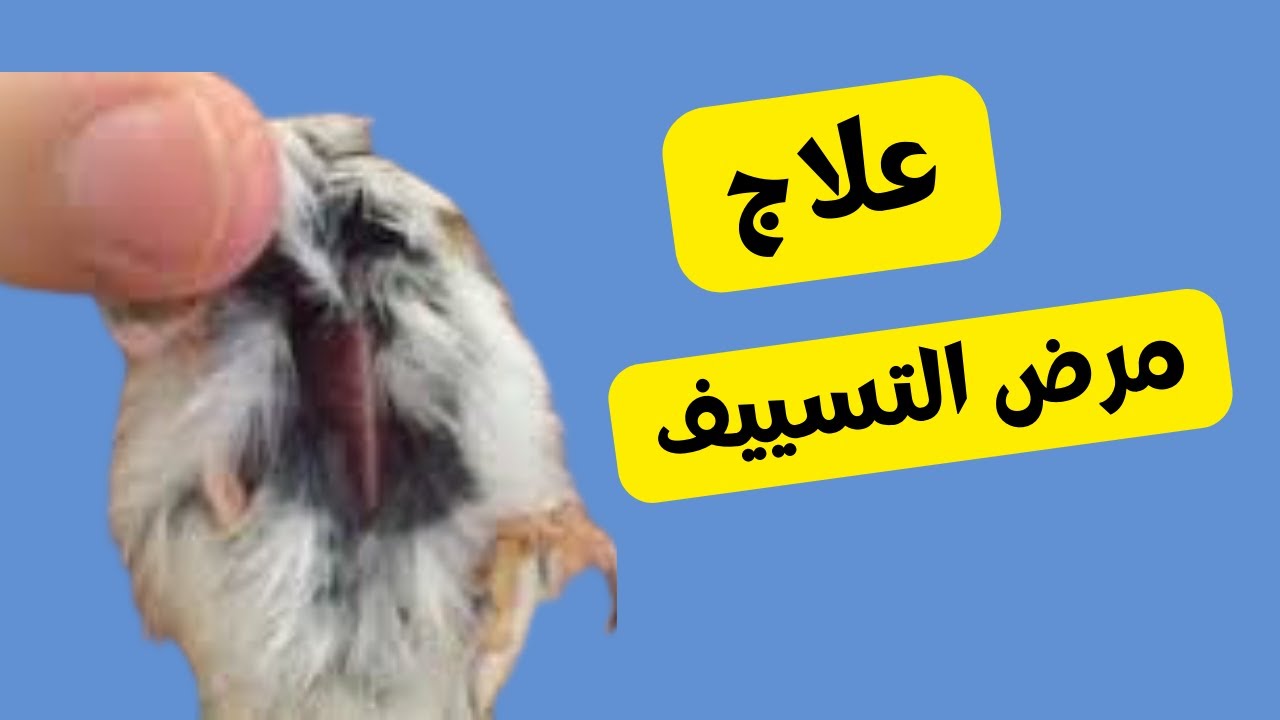 علاج مرض التسييف عند طيور الكناري والحسون