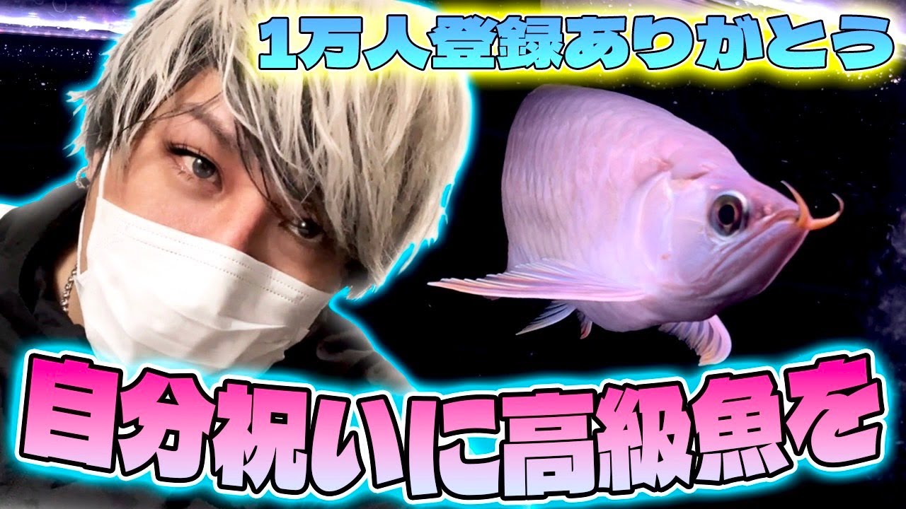 登録1万人記念で超高級魚を買いに行ったら凄い事になった！