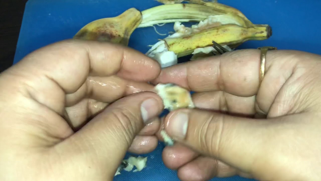 Collecting Banana Seeds