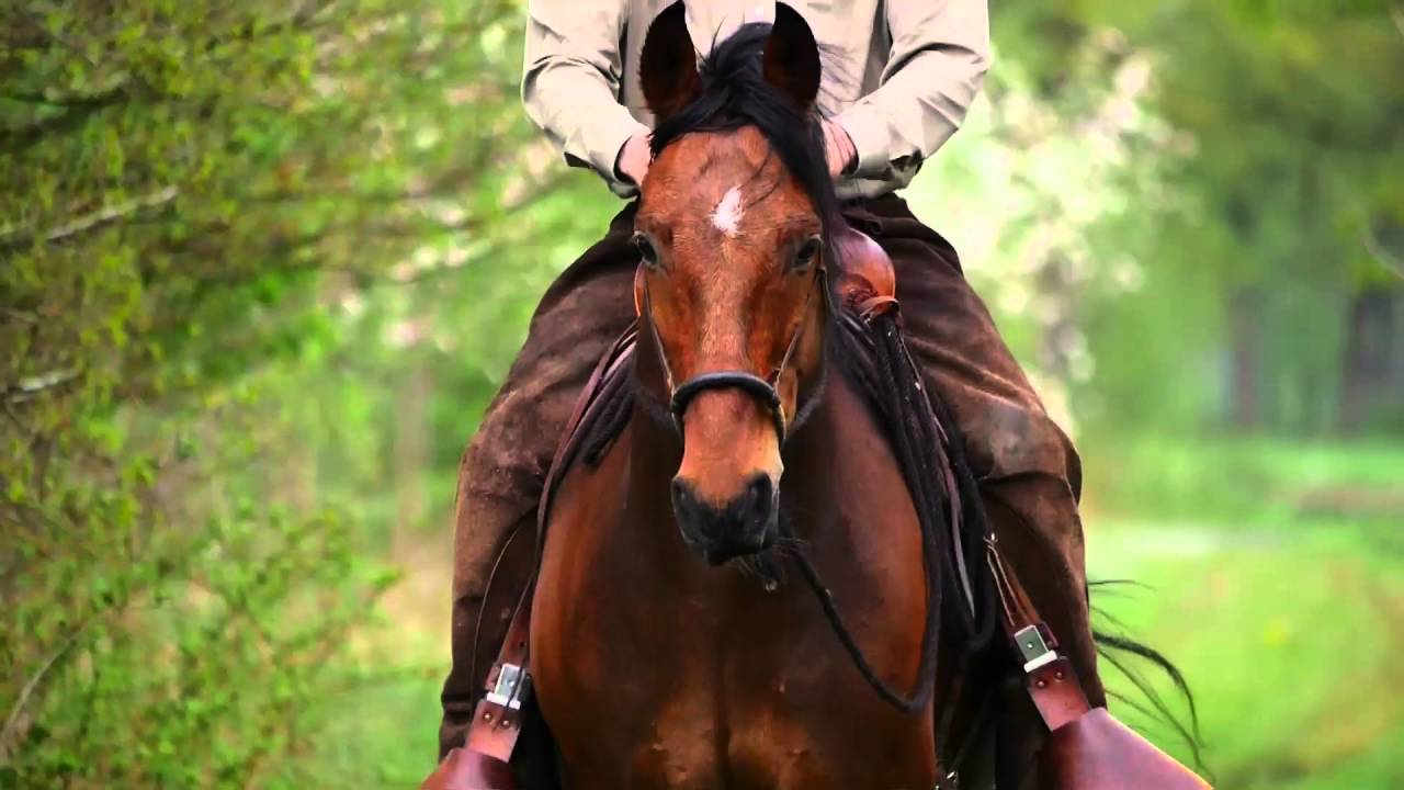 Bosal - mit Leichtigkeit und Eleganz gebisslos reiten