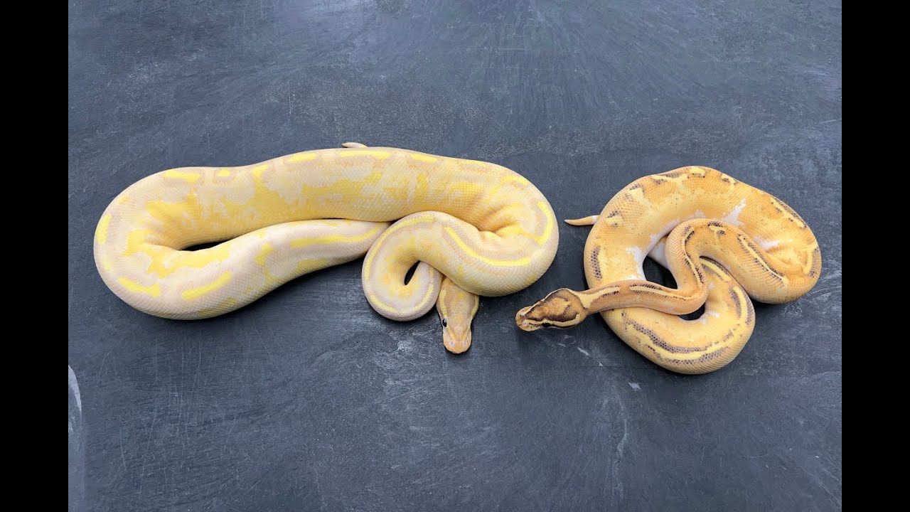 Yellowbelly Complex Ball Pythons Part 1:  Juveniles- Ivory, Superstripe, Freeway, Mardi Gras & More!