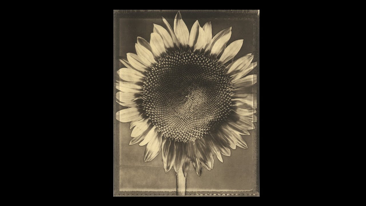 Tom Baril :: Polaroid Type 55 Works
