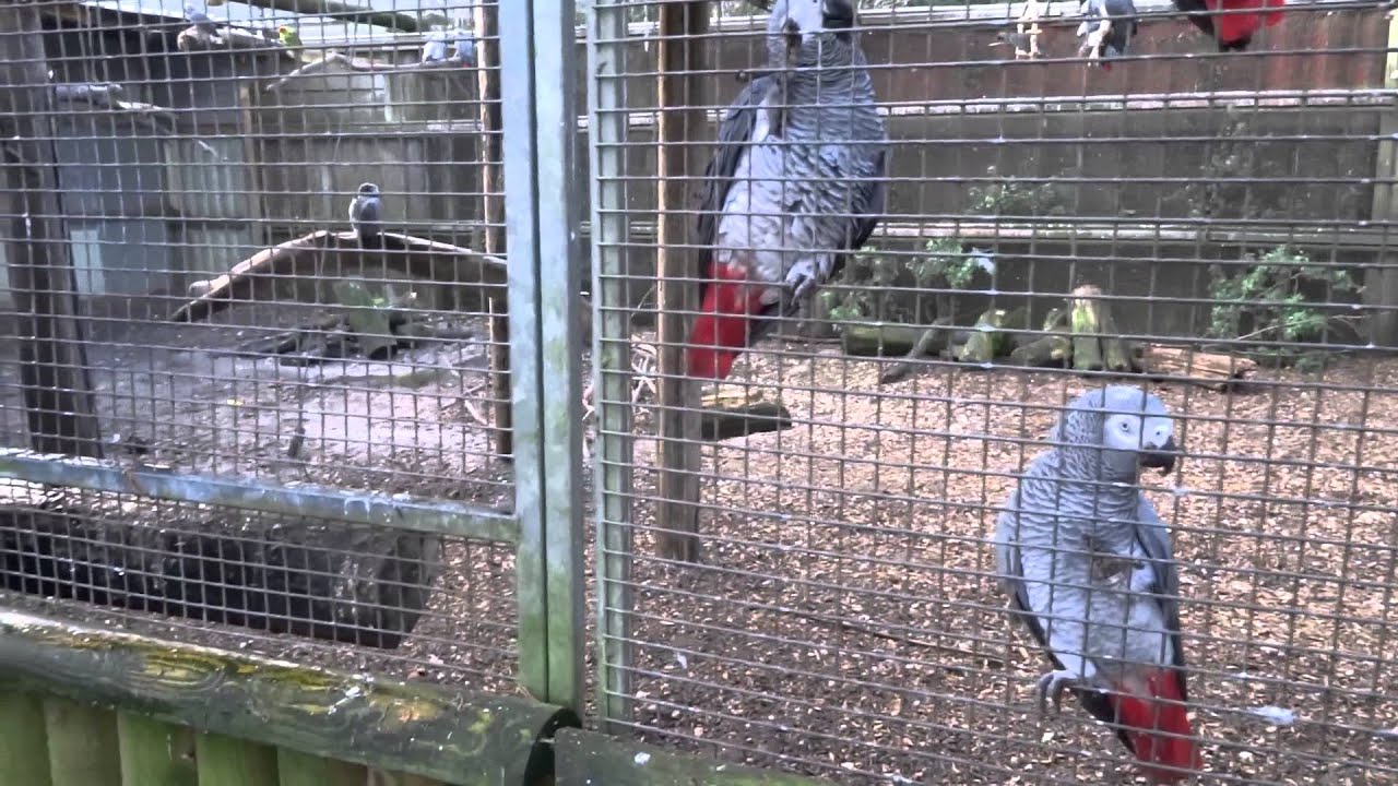 Parrot Zoo, Friskney , Lincolnshire