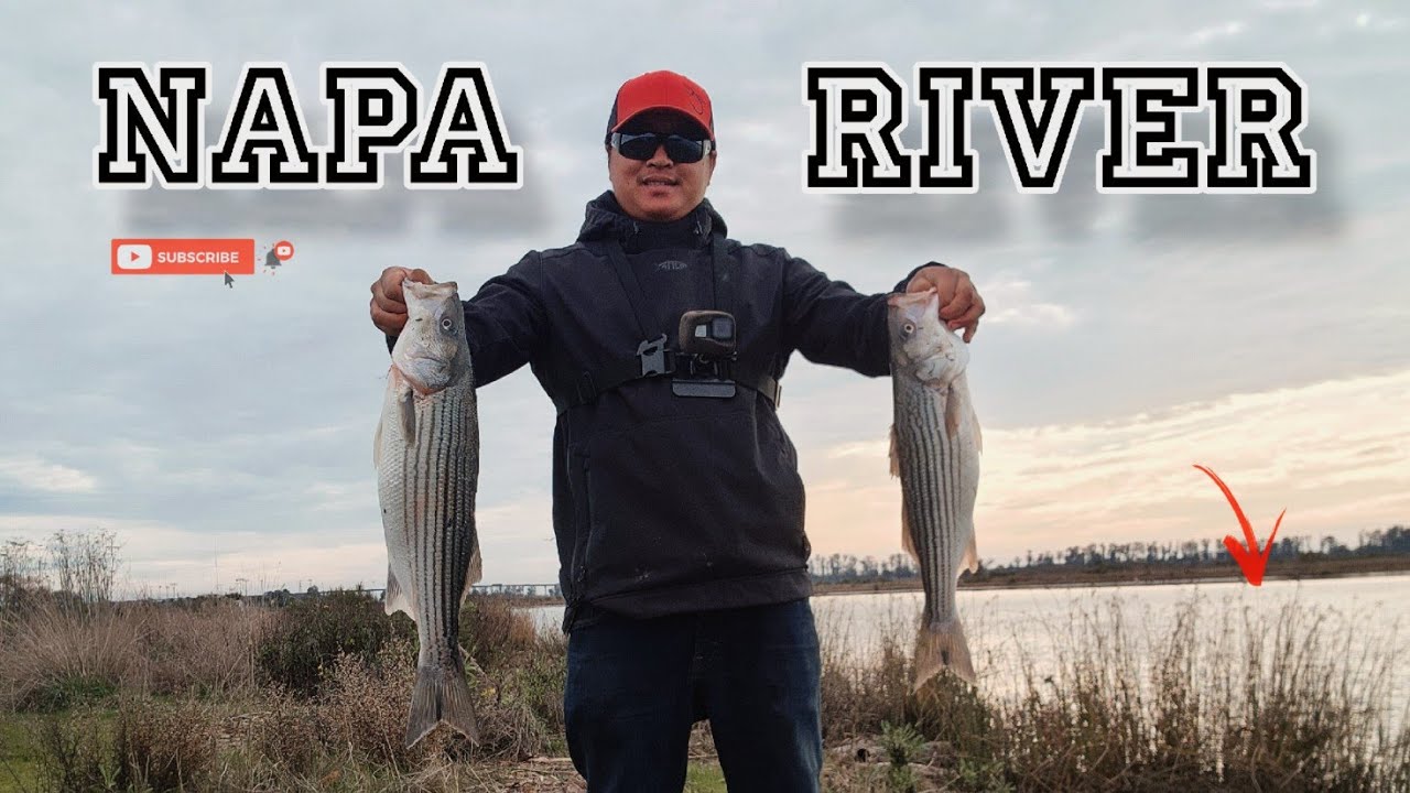 Полосатые рыбы были голодны на реке Напа! [Ограничение анчоусами] 🐟