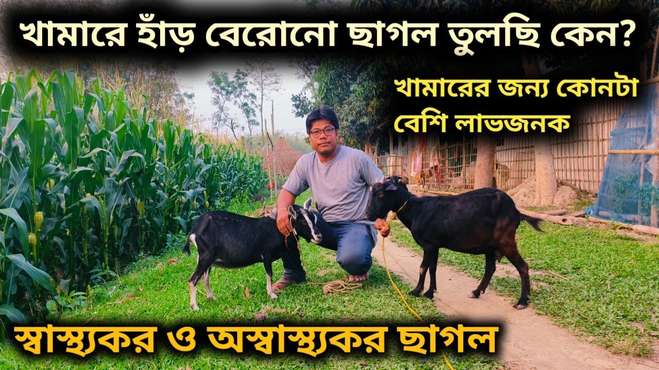 ব্ল্যাক বেঙ্গল ছাগলের খামার | নতুন ফার্মে ছাগল তোলার পদ্ধতি # black Bengal goat farm in West Bengal