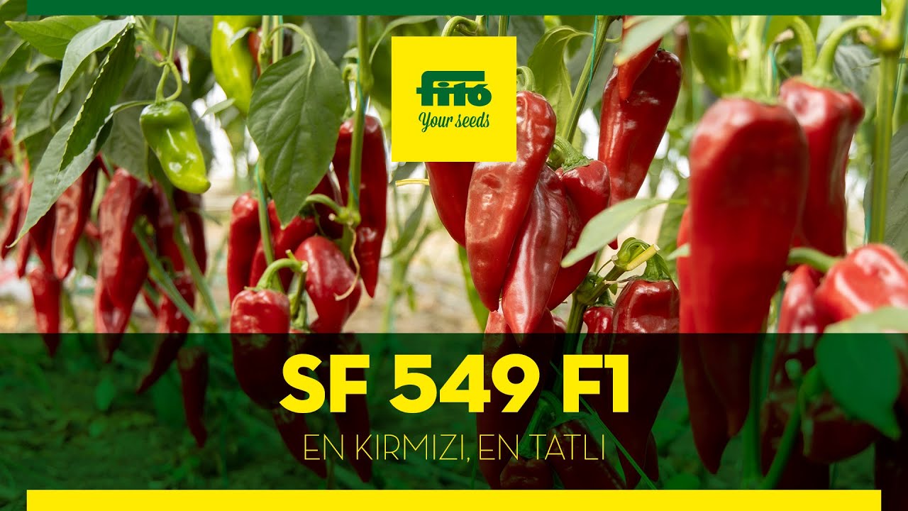 SF 549 F1