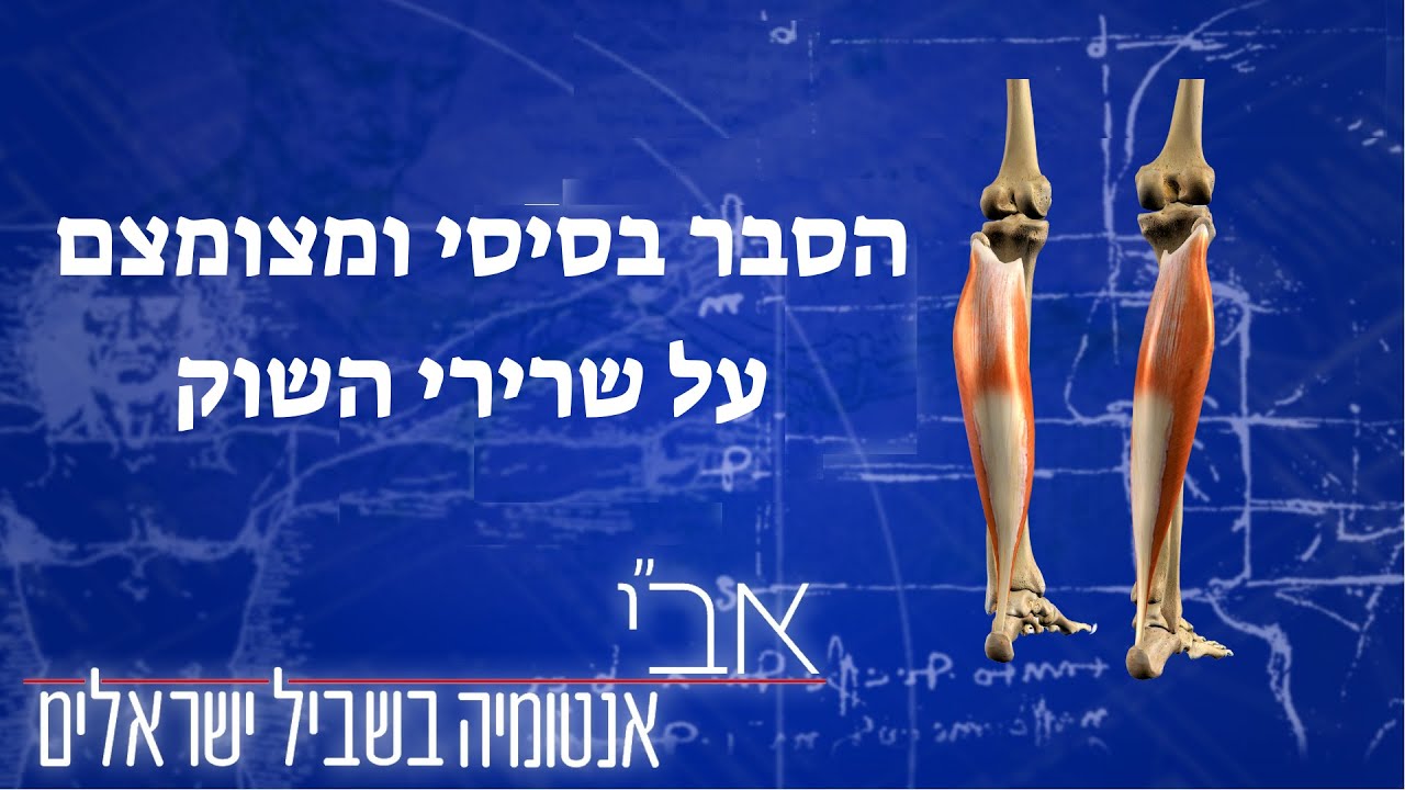 הסבר מצומצם ובסיסי על שרירי השוק