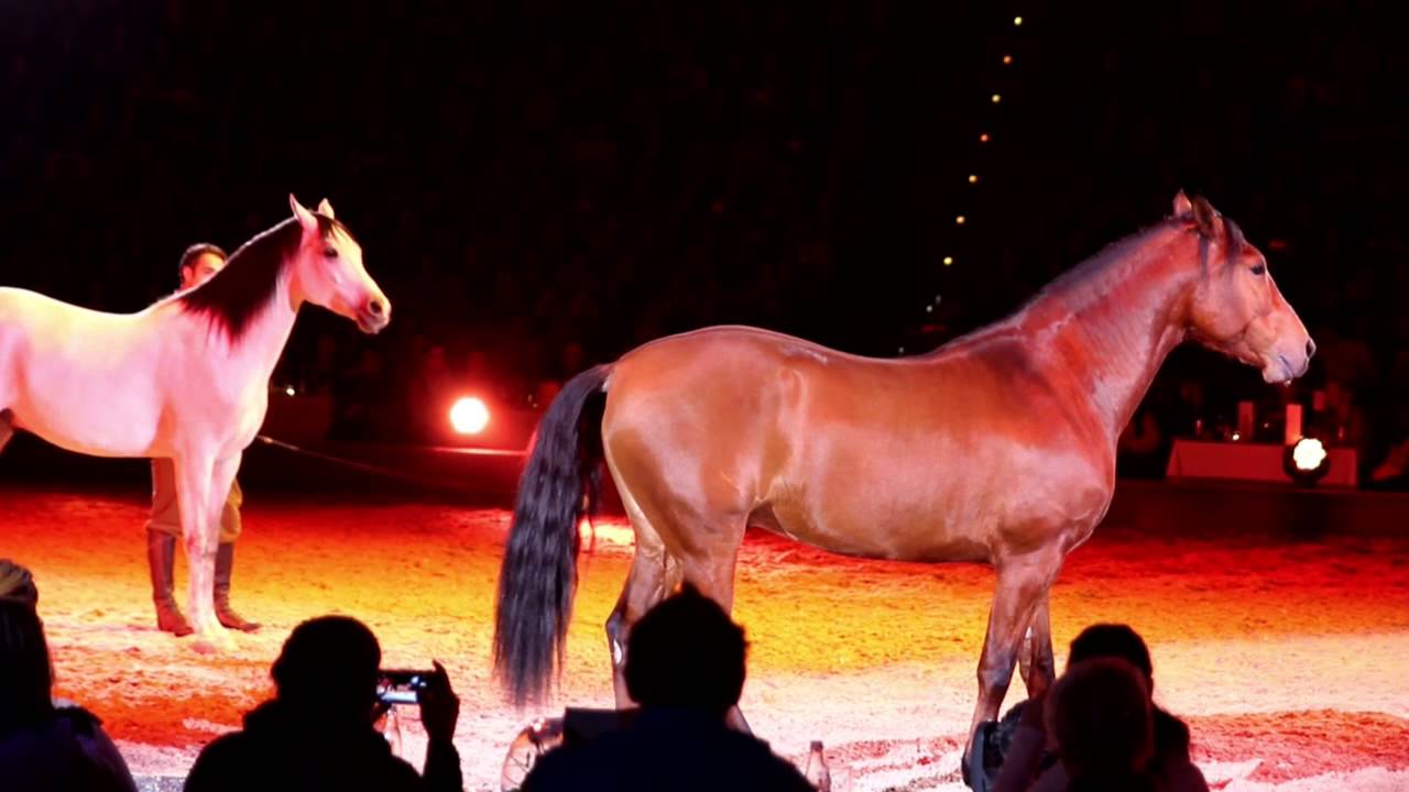 Apassionata München die goldene Spur 2015