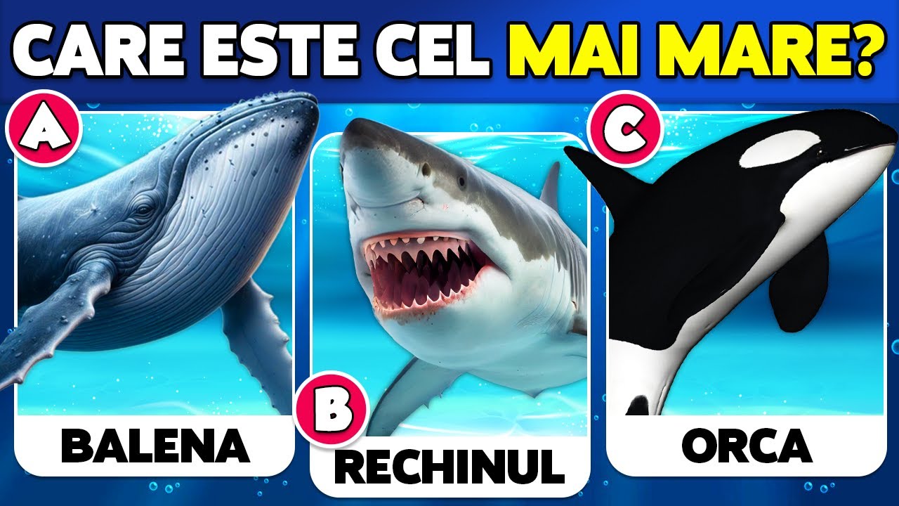 ✅ Cât de bine cunoști ANIMALELE MARINE? 🐳🐬🐠 Test de Cultură Generală