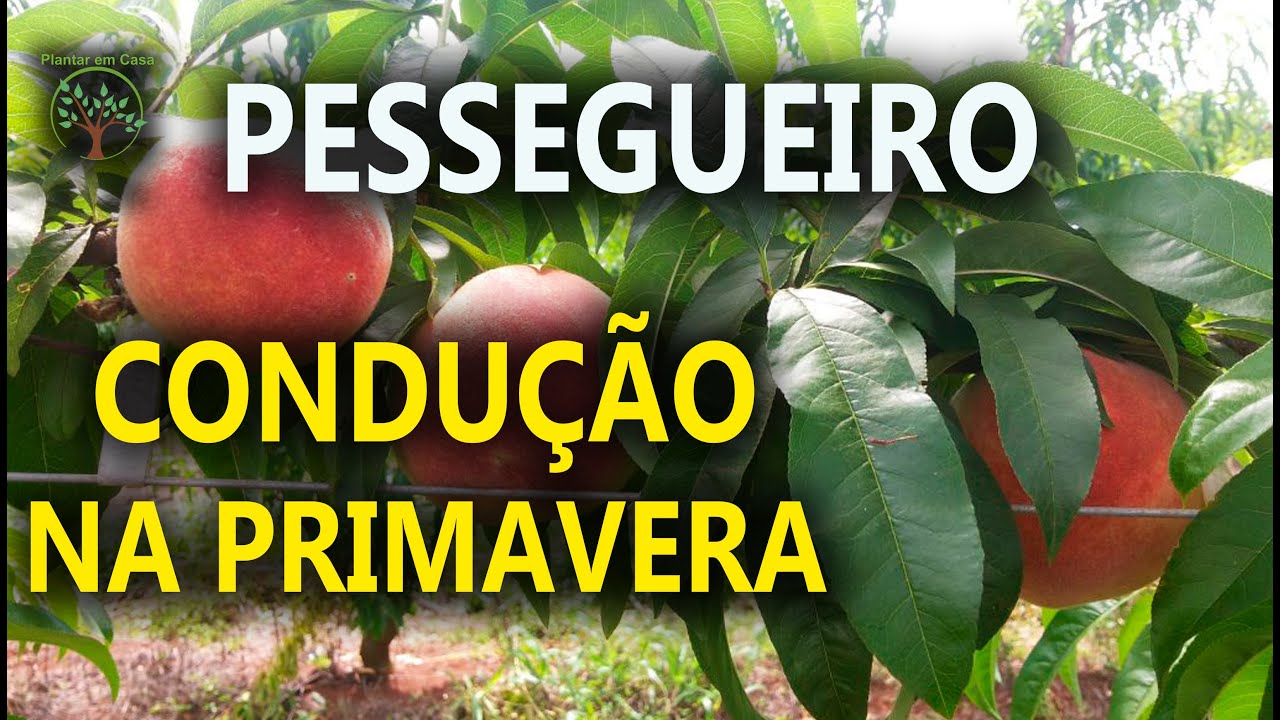 Pessegueiro na Primavera Condução com Sergio Semerdjian