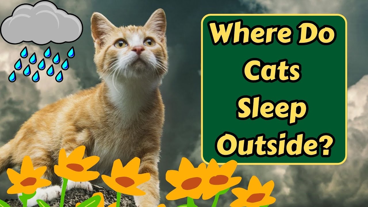 Where Is My Cat Sleeping Outside At Night?