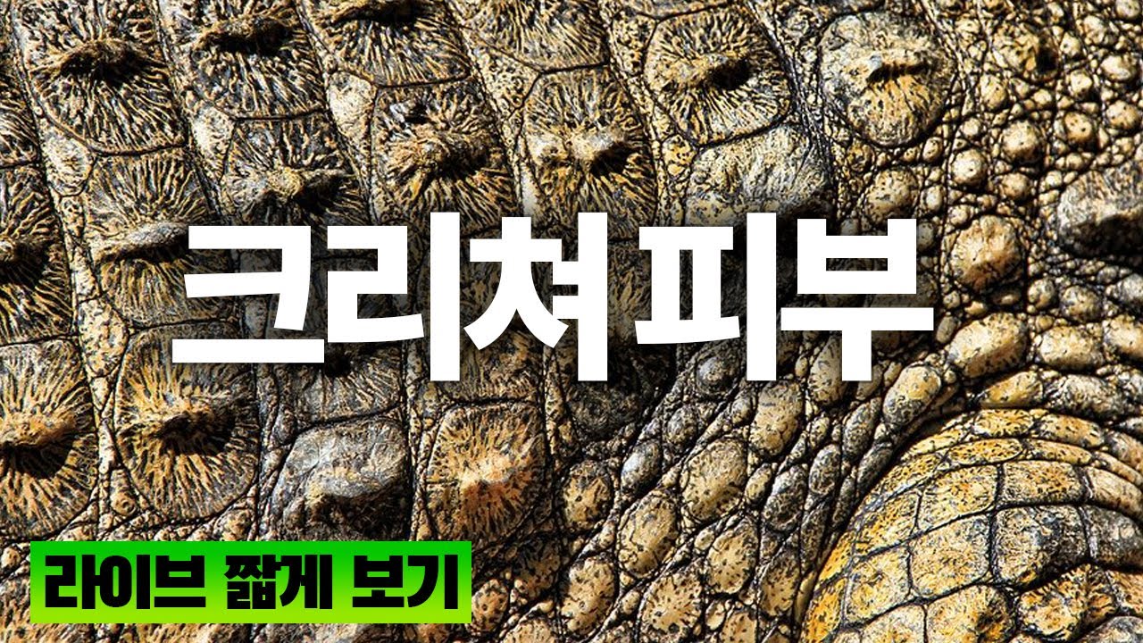 악어,공룡 피부 15분 속성으로 알려드림
