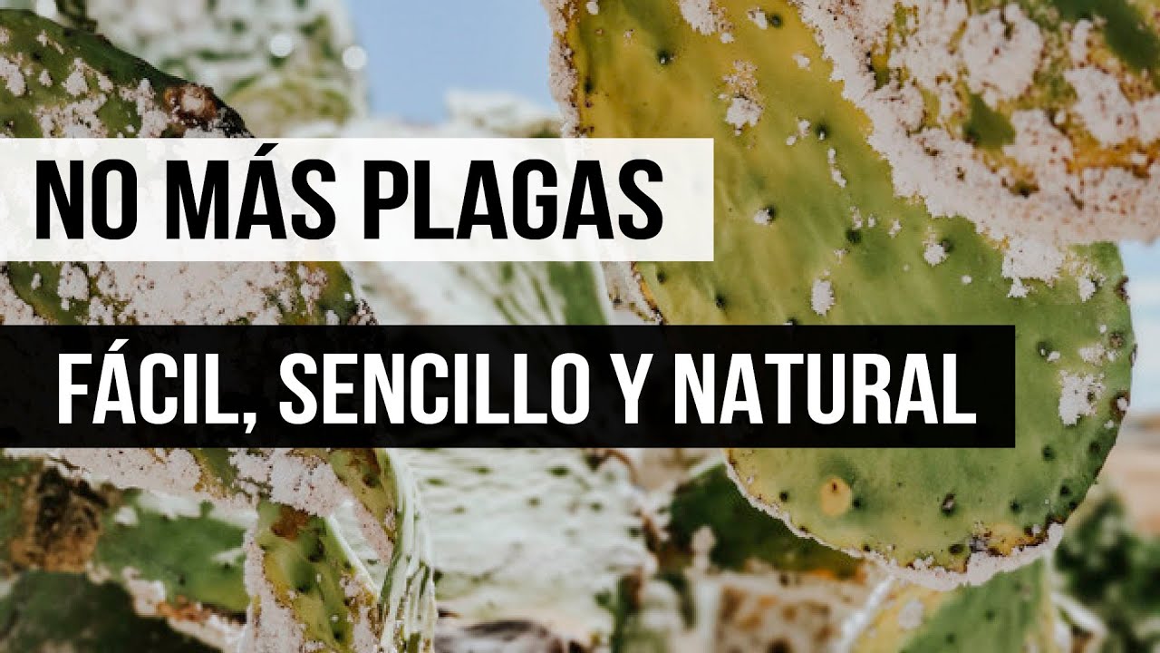 ELIMINAR PLAGAS NATURALMENTE | COCHINILLA, PULGONES, MOSCA BLANCA