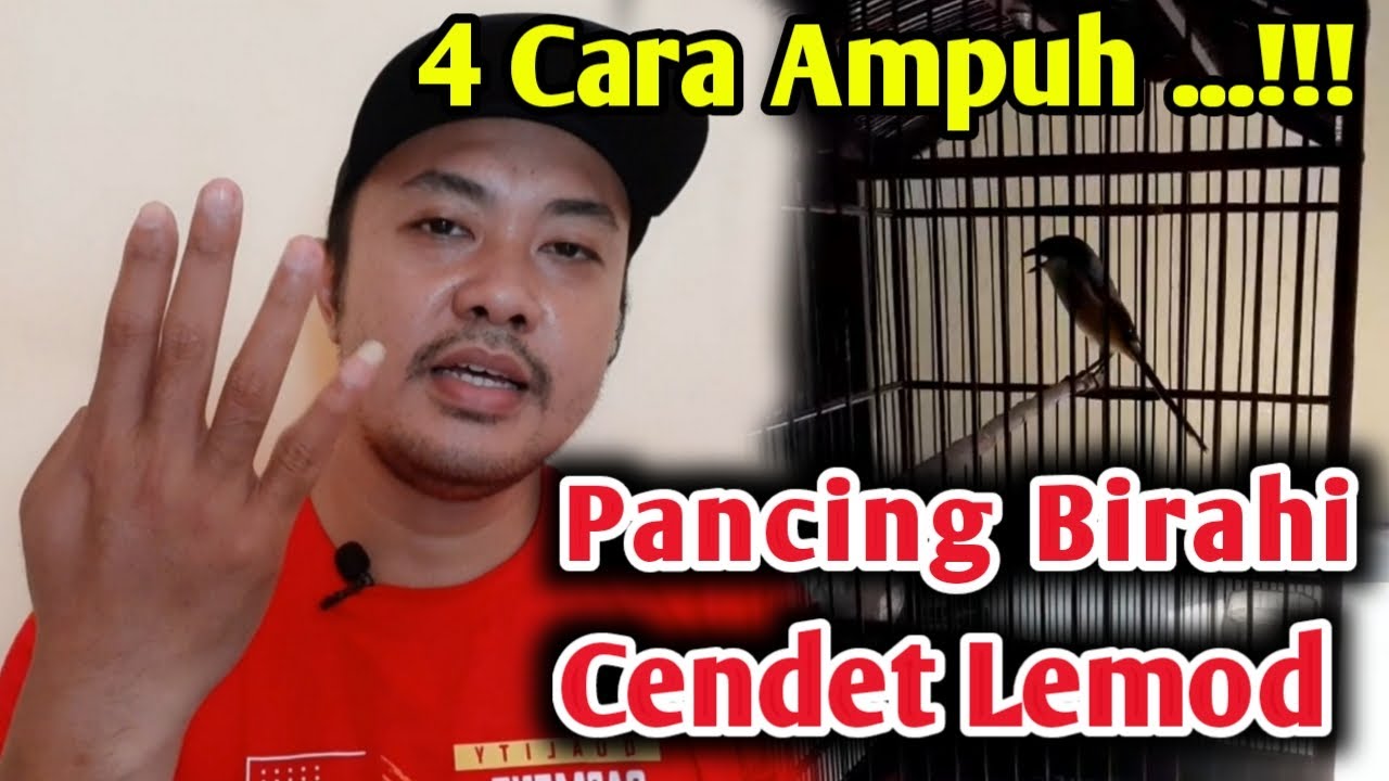 EMPAT CARA MENAIKKAN  BIRAHI PADA BURUNG CENDET
