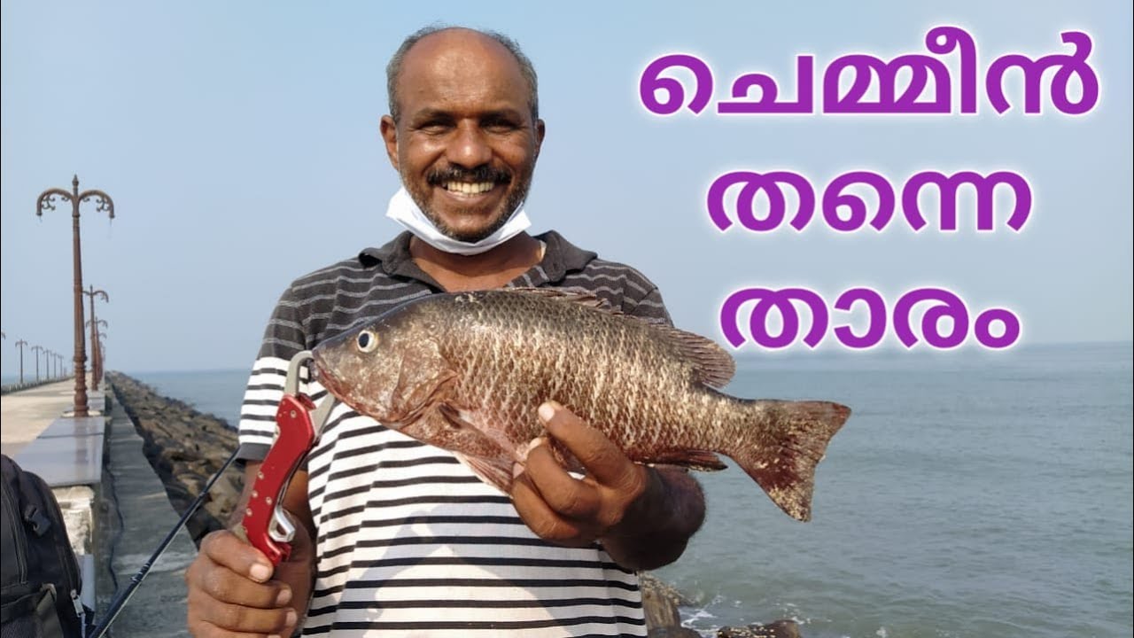 Lucana live chemmeen mangrovejack Fishing