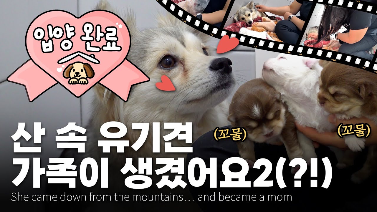 병원에 있던 강아지가 입양되는 순간…감동 실화💖The moment the dog in the hospital was adopted…I'm so touched. Real story