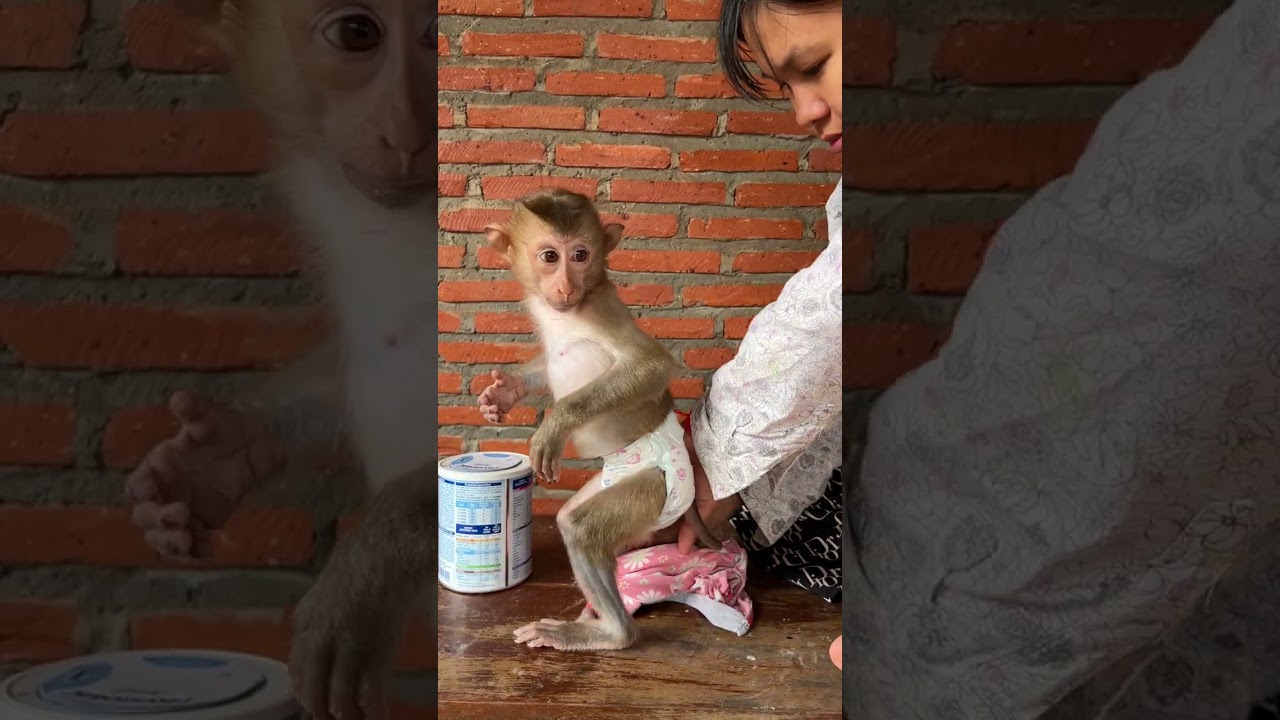 Yuri Go To Bed #minky #babyanimal #monkey