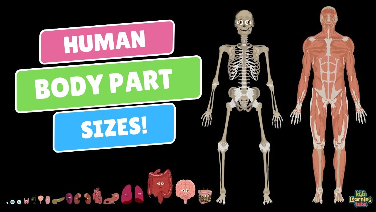 How Big Is Each Human Organ?