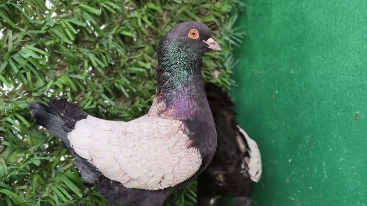 #Çanakkale'ye hayırlı olsun.