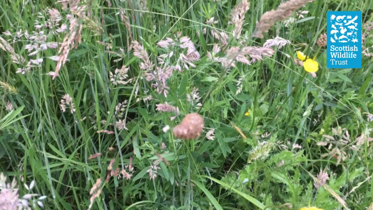 Take a closer look at wildflowers