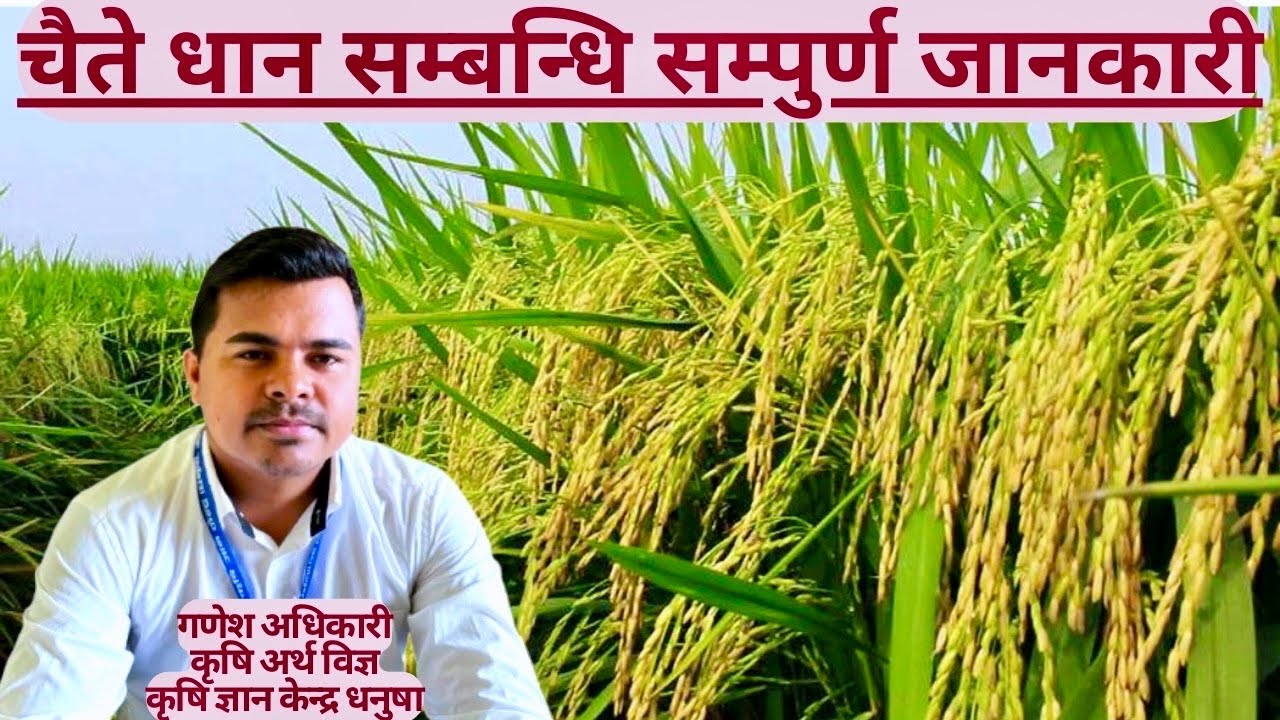 चैते धान खेति सम्बन्धि सम्पुर्ण जानकारि / Chaite Dhan Sambandhi sampurna Jaankari