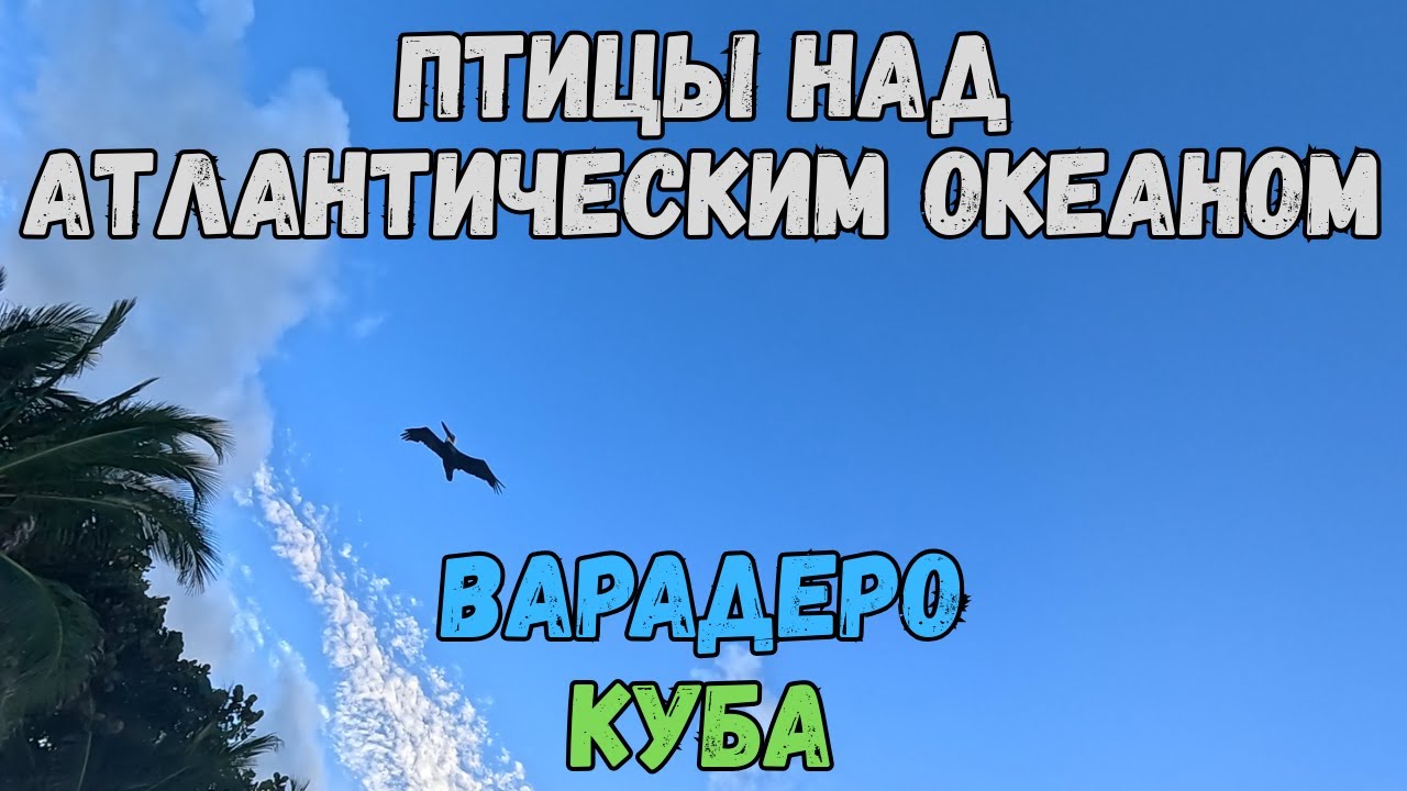 Птицы над Атлантическим океаном. Варадеро. Куба | Birds over the Atlantic Ocean. Varadero. Cuba